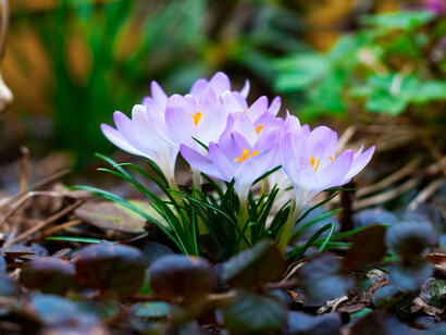 Profumatissimi crochi