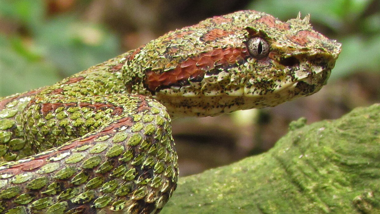 La bocaracá común («Bothriechis schlegelii»). Foto: Alejandro Solórzano