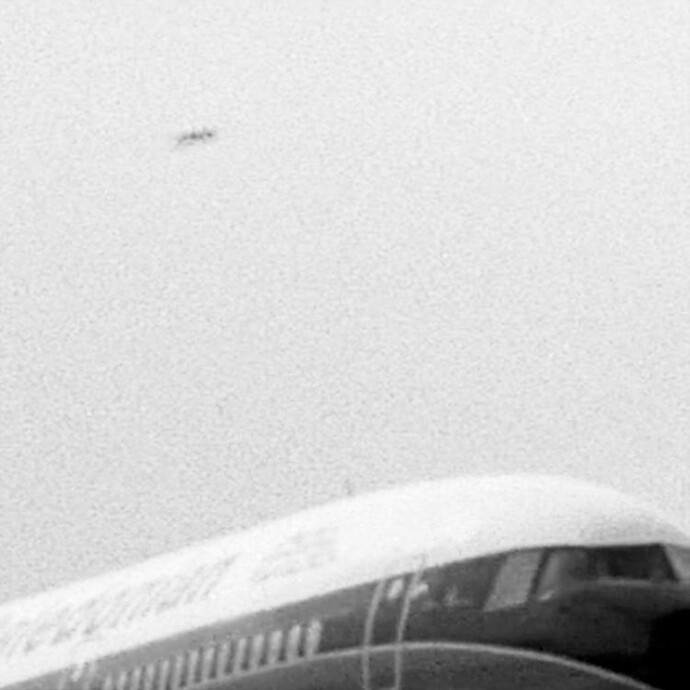 Taryn Simon, France (detail); 00:56:35 France. 1983, Birds of the West Indies, 2014 © Taryn Simon, 2014. Courtesy of the artist and Almine Rech Gallery