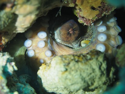 Octopus, ph. Aditya Havelia
