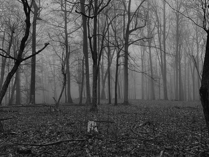 A cold autumn forest, its soil littered with dead leaves