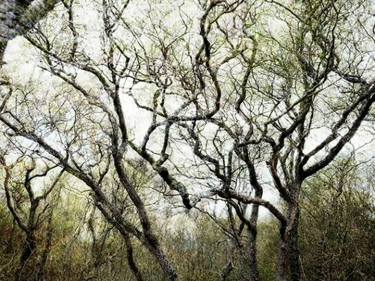 Santeri Tuori, Forest No.20, 2007-11, Pigment print, Edition of 6, 110 x 137.5 cm or 70 x 87.5 cm