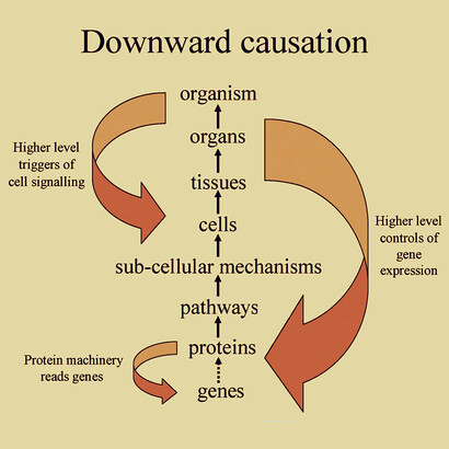 Downward forms of causation (large arrows). The higher levels trigger cell signaling and gene expression; the smaller arrow, in particular, indicates that it is the protein machinery that reads and interprets gene coding (from Noble, 2006, with permission).