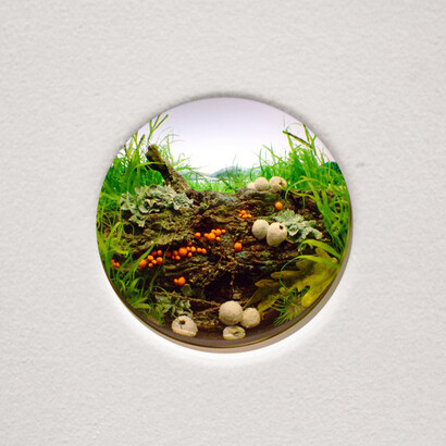 White Puffballs with Orange Slime Mold and Lichen
2015, Styrene, acrylic, gouache, cast neoprene, paper, ash, talc, starch, polyurethane foam, acrylite, vinyl film, wood, steel, lighting, BK7 glass Interior box 14.75 x 11.25 x 9.25 inches. Diorama viewed through 2 inch window