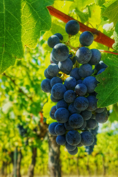 A close-up view of Tazzelenghe grapes ripening on the vine