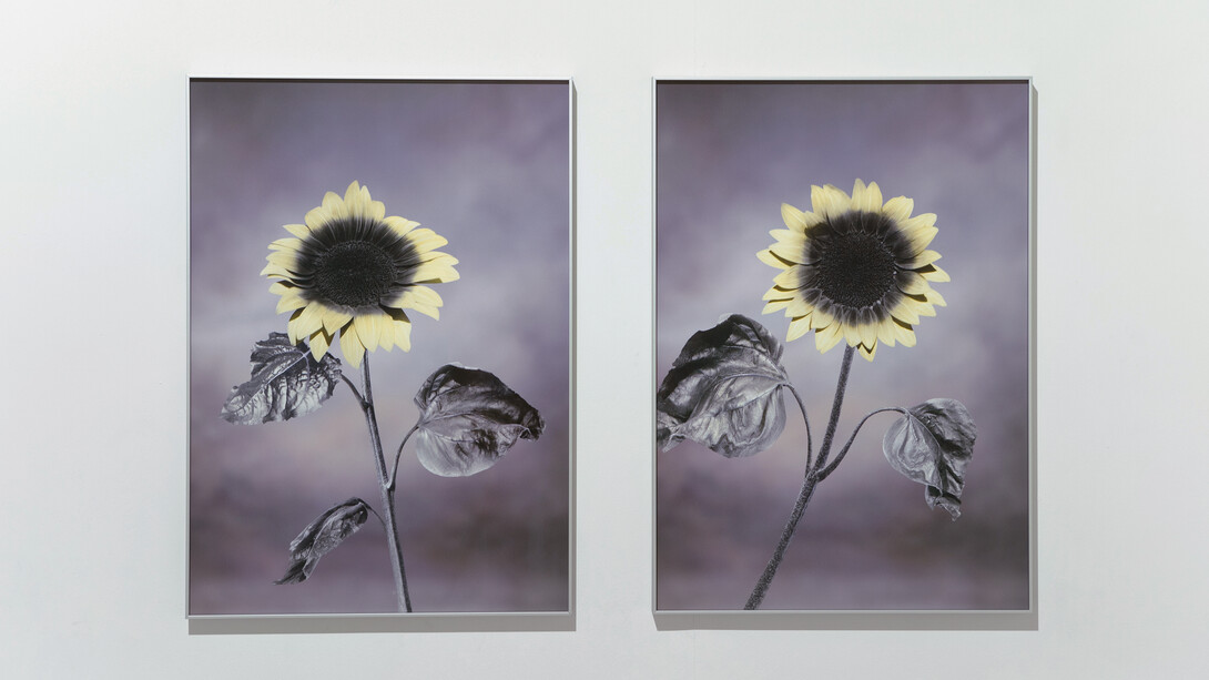 Viltė Bražiūnaitė and Tomas Sinkevičius, Honies, UV photography, Archival pigment print on Hahnemühle paper, 2021. Laurynas Skeisgiela / images copyright and courtesy of the artist and Galerija Vartai
