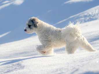 Deep in the Snow, ph. Michael Stillwater