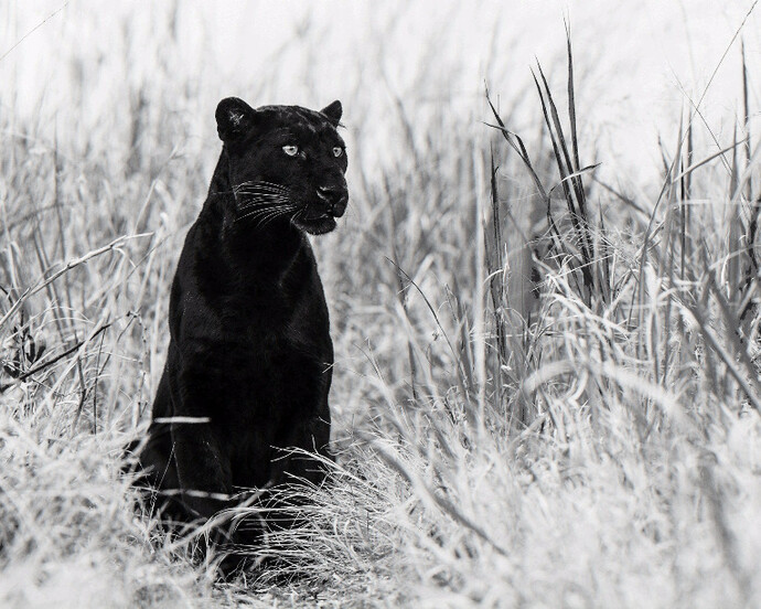 David Yarrow. Courtesy of Maddox Gallery