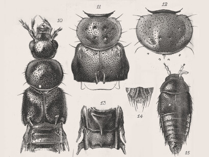 Partes anatómicas de varias especies de Staphylinidae
