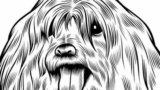 Charles Burns, Mollie the Maltese, 2011