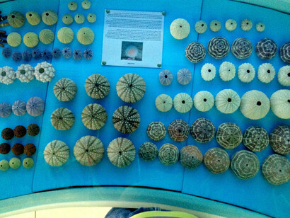 Beautiful shells