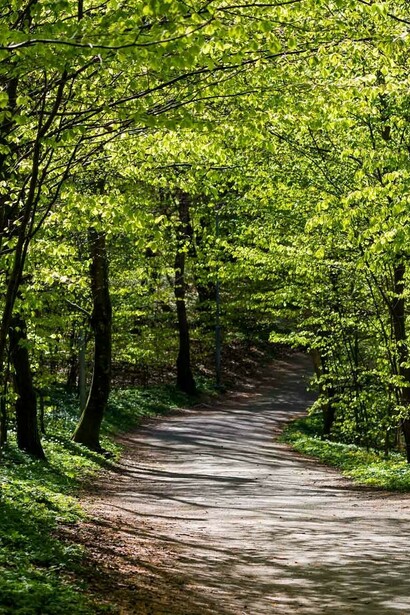 Bosco di latifoglie, Appenino Parmense 