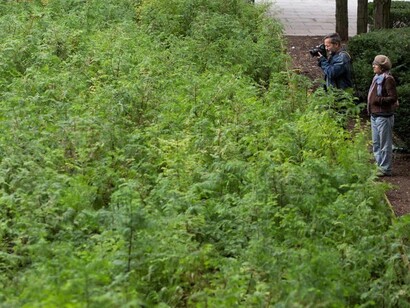 Spencer Finch: Lost Man Creek. Courtesy of Public Art Fund