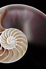 Concha con la forma de la espiral de Fibonacci