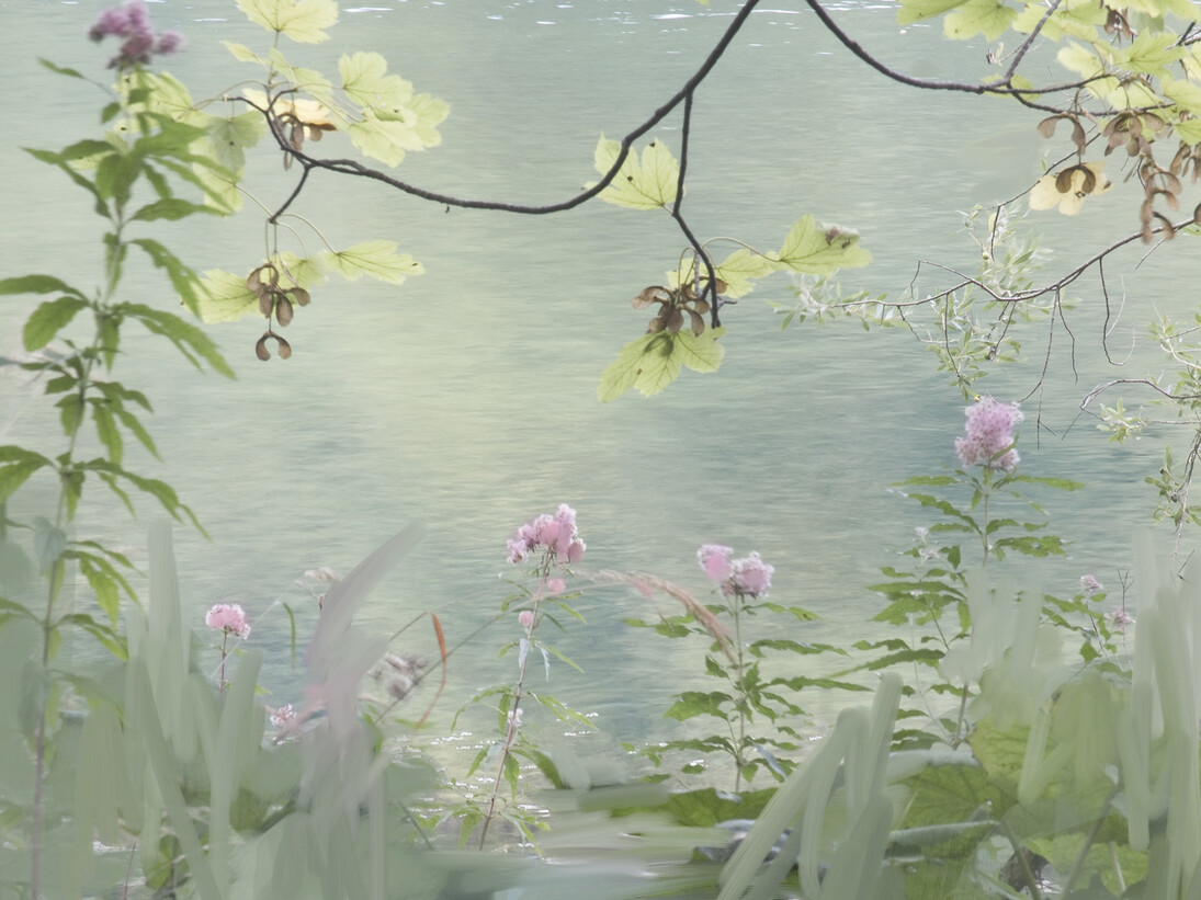 Sandra Kantanen, Untitled (Pink Flowers) 2013 pigment print, ed 5, 62 x 50 cm, detail