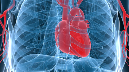 Corazón bombeando sangre al resto del cuerpo