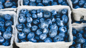Blueberries picked and placed in cardboard bowls