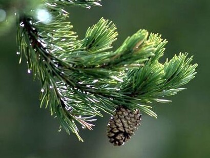 Pino silvestre (Pinus sylvestris)