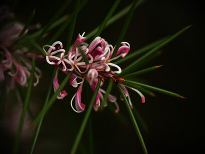 Dagger Hakea