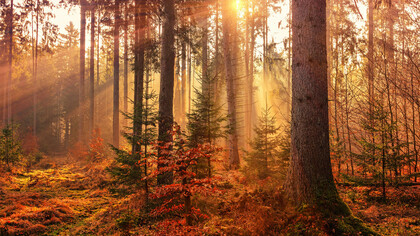 Paisagem de outono.a natureza é um antibiótico para aliviar o estresse e outros transtornos mentas que afetam o nosso pensamento e consciência
