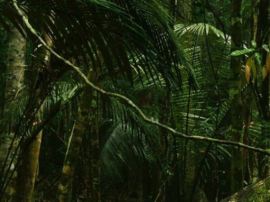Film still from Fordlandia (2014), HD video. Duration 29:43 min