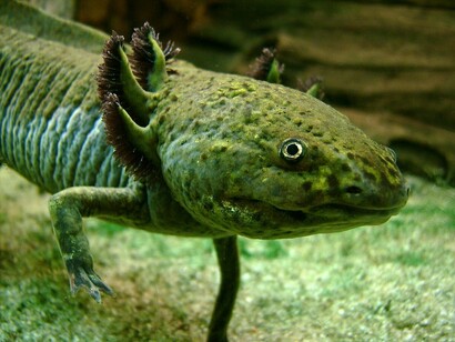 Ambystoma mexicanum (axolotl)