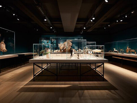 Nature Showcase. Courtesy of Naturhistorisches Museum Basel