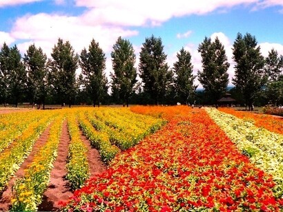 Hokkaido, photo by Alma Reyes