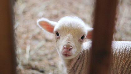 A Lamb with its own telling tale