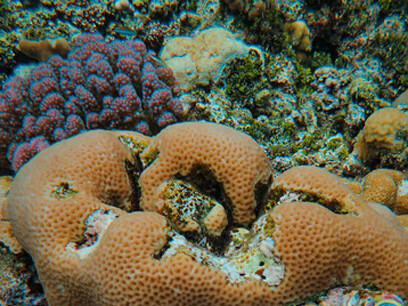 Almeja gigante, molusco hermafrodita