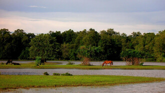 Marajo, fazenda Bom Jesus. Ph Raethia Corsini