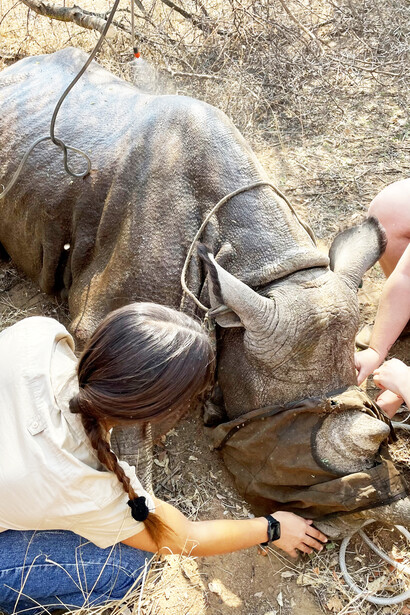 Rinoceronte. Uno dei primi rinoceronti monitorati. Mi è bastato poco per innamorarmi di questi animali, quasi mi sentivo in difetto a toccarli, perché troppo maestosi e preziosi. Africa