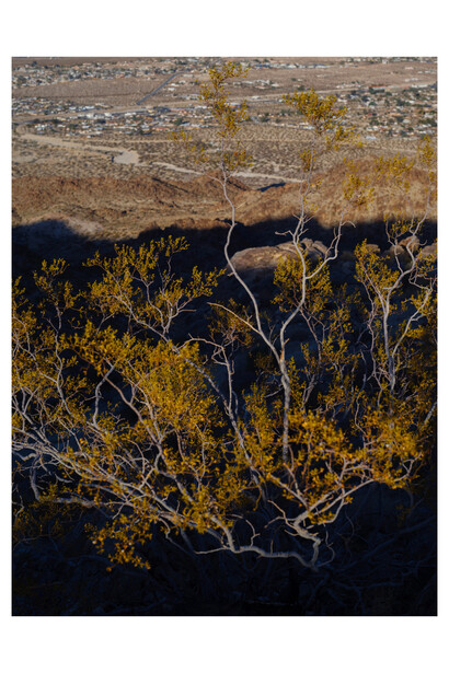 Alana Celli, Untitled, Yucca Valley, 2021. Courtesy of the artist and Picture Room