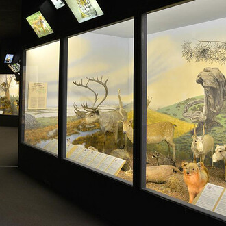Animals of the world, exhibition view. Courtesy of the Latvian National Museum of Natural History