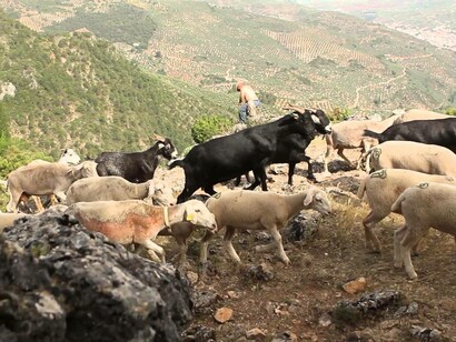 Un rebaño subiendo por los montes de Castilla