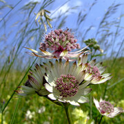 Fiori alpini
