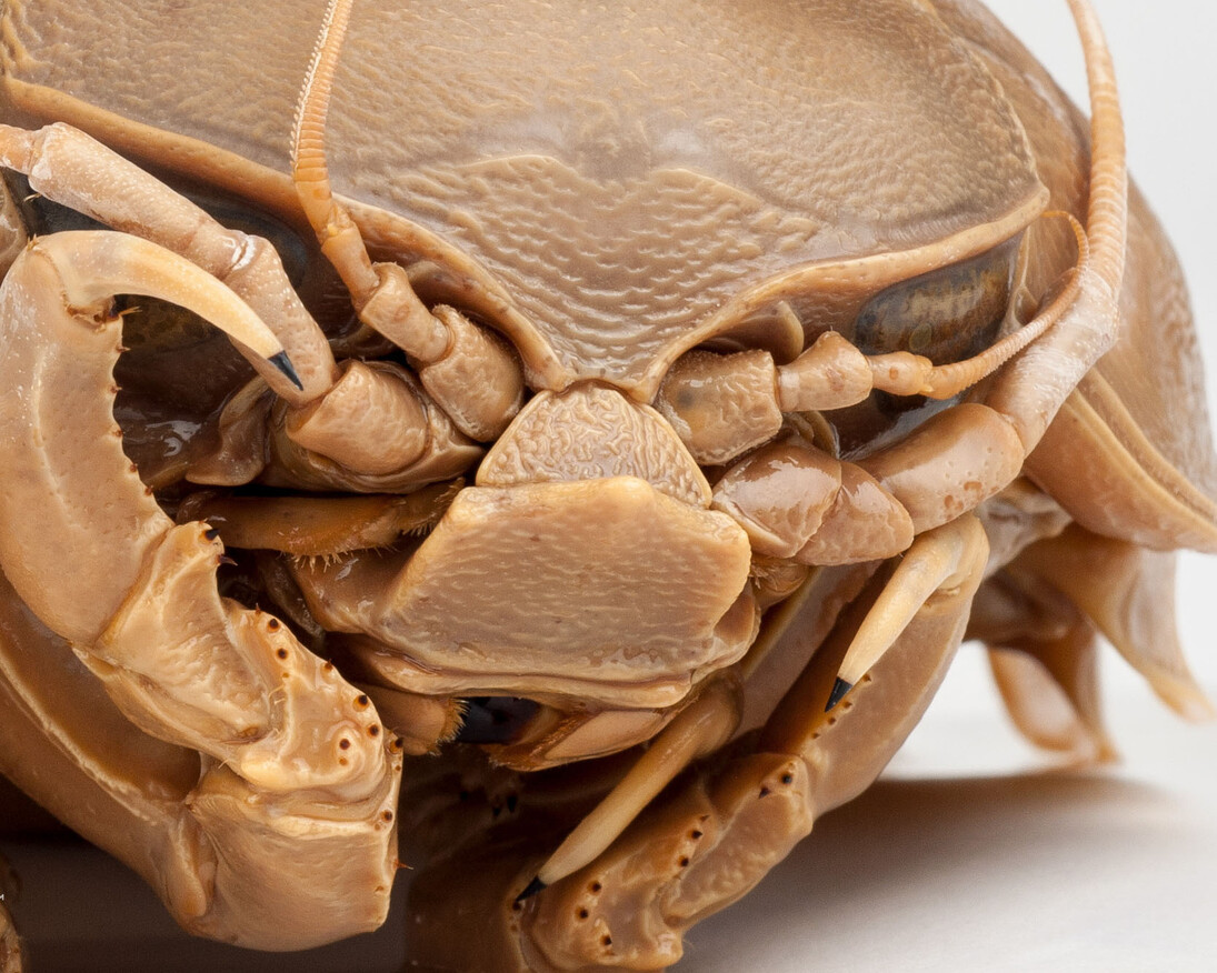 Rare, Beautiful & Fascinating. Courtesy of Florida Museum of Natural History
