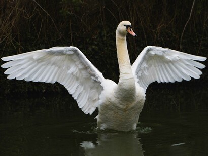 Il cigno pregusta la felicità del “dopo” ed è questo che lo rende un simbolo di preveggenza e lo consacra ad Apollo