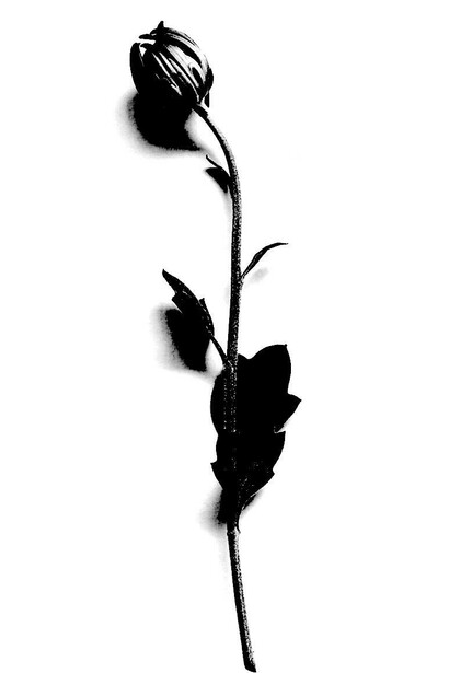 Flor marchita
