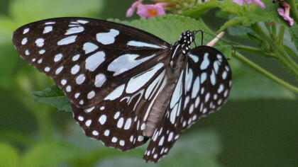 Blue Tiger a common butterfly in the area © Gehan de Silva Wijeyeratne