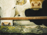 Keith Arnatt, I Wonder Whether Cows Wonder, 2002, Arts Council Collection, Southbank Centre, London © the artist
