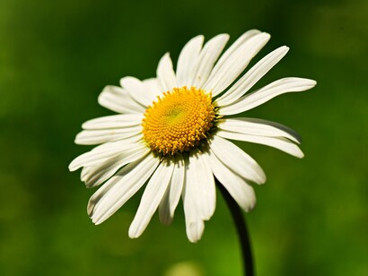 Non sembra così facile ammettere i propri errori