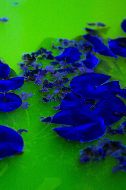 Olafur Eliasson, Life, installation view. Photo by Pati Grabowicz