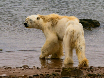 If we do not stop climate change with mitigation, then everything we do to adapt to its effects will never be enough
