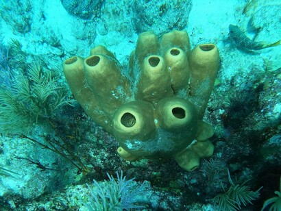 Una colonia di spugne (Aplysina fistularis?, Agelas tubulata?)a Molasses Reef, Florida Keys