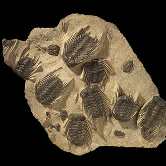 Dawn of Life. Courtesy of ROM