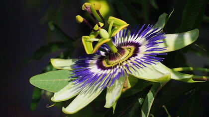 Flor de mburucuyá, también llamada flor de la pasión, pasionaria azul o simplemente pasionaria 