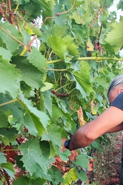 Ogni vendemmia porta con sé la promessa di un nuovo vino, frutto di passione, pazienza e amore per la terra
