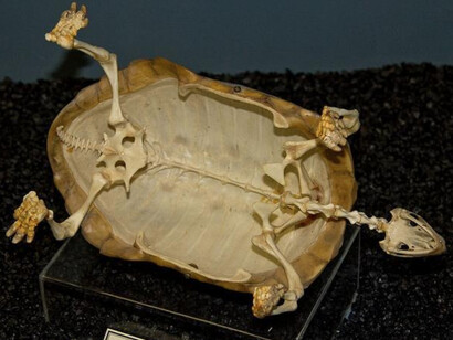 What is a Skeleton? Courtesy of Museum of Osteology