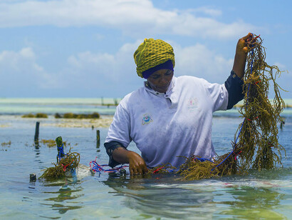 Seaweed farmers face many challenges due to climate change. Two decades ago, around 450 farmers worked in Paje; today, only about 150 remain, Zanzibar
